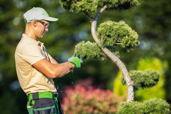 Tree pruning specialist shaping ornamental tree to enhance property appearance.