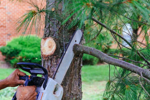 tree-removal-chainsaw-service-east-texas Tree removal expert cutting a tree branch with a chainsaw during professional service.