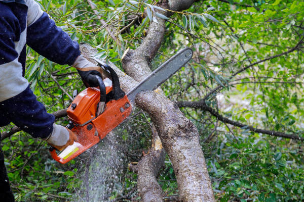 tree-removal-chainsaw-service-tyler-east-texas Professional tree removal in progress using a chainsaw to cut heavy branches.