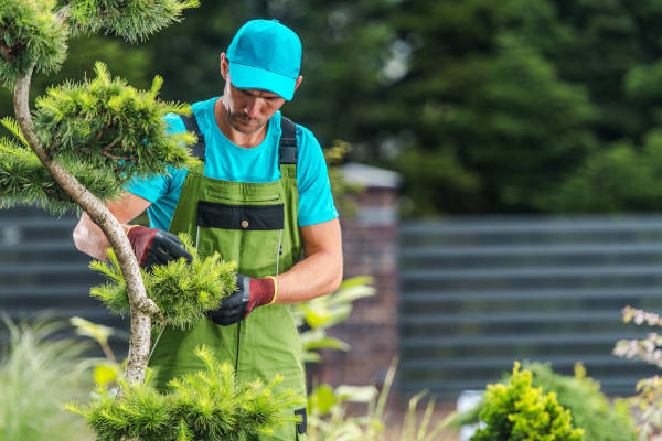 Tree care specialist shaping a small tree during professional maintenance service in East Texas.